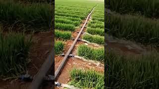 PE Irrigation Pipe – Super Smooth Water Flow #shorts #agriculture #farming #watertech #diyirrigate