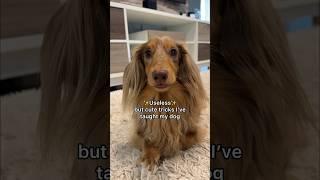 Useless but cute tricks I’ve taught my dogwhat’s your favorite? #dogtricks #dogtraining #dachshund