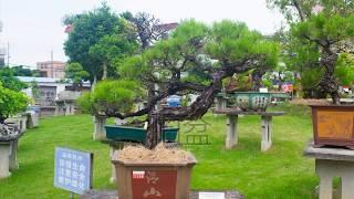 lingnan  bonsai