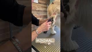 MINIMAL.. Golden Retriever  #goldenretreiverthedodo