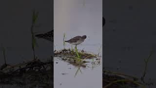 Wood Sandpiper #viralreels #viralshorts #viralvideos #birding #birds #wildlife_shots #birdwatching