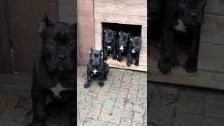 How about just "Cane Corso Puppy Playtime"?#CorsoCuties#PuppyPlayPals#AdorableAdventurePups#karachi