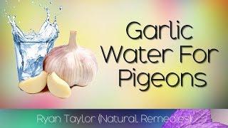 Garlic Water: for Racing Pigeons