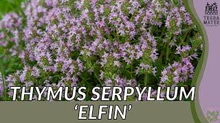 Unveiling the charm of THYMUS SERPYLLUM ‘ELFIN’ | plant spotlight!