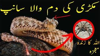 Spider-Tailed Viper: A Living Miracle of Allah's Creation | Urdu/Hindi