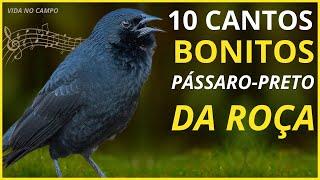 TOP 10: Cantos De "Pássaro Preto" BONITOS Que TRAZEM RECORDAÇÕES e SAUDADES Da ROÇA!