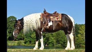 Beau-Beginner friendly black tobiano gypsy vanner drives and rides western or english!