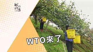 【農業政策】WTO來了｜農產品進口衝擊 (我們的島 第86集 2000-12-04)