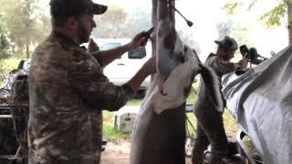 How to clean a deer fast and easy in 10 minutes NO SAW NEEDED