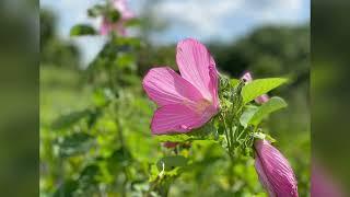 West Creek Reservation Backyard Nature Bash   14 August 2021