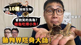 【動物界隱身大師】火蠑螈!皮膚會分泌毒液!跟著蝌蚪老師開箱10種擬態隱身動物高手!!枯葉龜、枯葉螳螂、竹節蟲、三角枯葉蛙、牛奶蛇、鱷龜、箭毒蛙!【許伯簡芝】