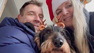 Dachshund Teddy the cookie-loving reindeer 