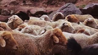 [PointFOOTAGE] Animals - sheep herd with goat walk rockside FS - 119284, 11045396