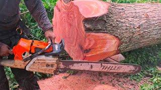 Excellent..!! cut down 2 special red Mahogany trees