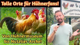 Hühnerliebe: Die 5 besten Orte für Hühnerfans für Ausflüge, von Nutztier-Arche bis Hühnermuseum!