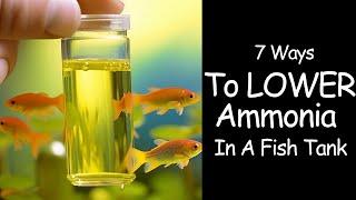 Ammonia In Fish Tanks - How To Lower Permanently 