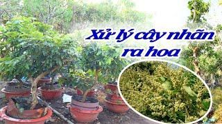 Mẹo Hay Xử Lý Cây Nhãn Ra Hoa Đơn Giản Không Dùng Hóa Chất