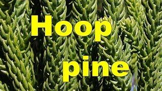 Hoop Pine Araucaria cunninghamii - HD Video 01