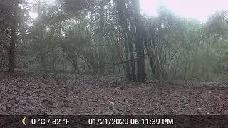 December Bobcat and Tennis Ball