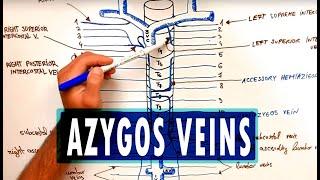 ANATOMY - Azygos Venous System