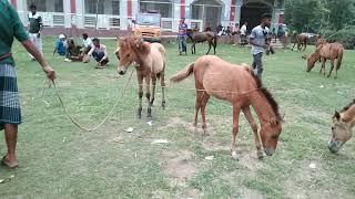 Baby Horses videos  | Baby Horse market Sylhet Hat Bangladesh Bipul Agro BD 2022