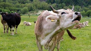 COW VIDEOS, COWS GRAZING NATURAL COW SOUNDS | Cow Video | Cows Mooing