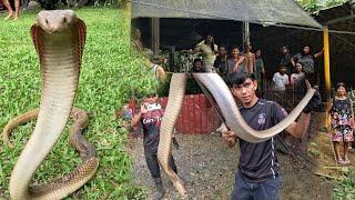 JUMBO COBRA  NANG LOOB NG BAHAY