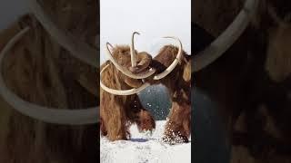 Woolly Mammoths and Pyramids: A Fascinating Coexistence.#facts #wolly #mammoth #pyramids