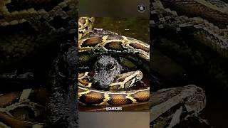 Alligator Attack Python (Alligator vs Python) #shorts