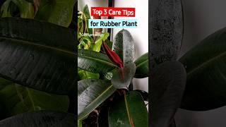 Top 3 Rubber Plant Care Tips for Larger Plant!