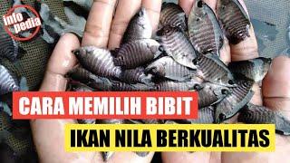 CARA MEMILIH BIBIT IKAN NILA BERKUALITAS || TIPS MEMILIH BIBIT NILA YANG BAIK || INFO PEDIA