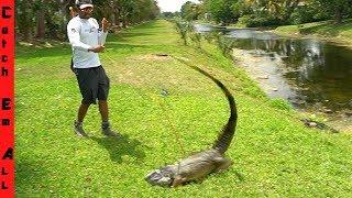 Invasive Bowfishing **BIGGEST IGUANA EVER!**