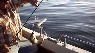 Perch Fishing off Euclid Ohio . Lake Erie - Mr Chomp