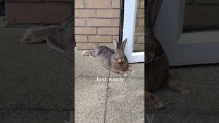 Bunny resting in garden waiting for sunshine