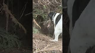 Quick Fox Terrier Facts - The Master of Gold Medals - Animal a Day F Week #shorts