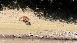 Fuchs reißt Nutria