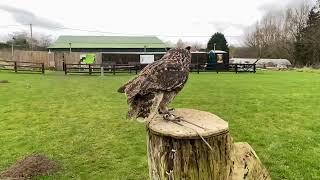 African spotted eagle owl in slow motion