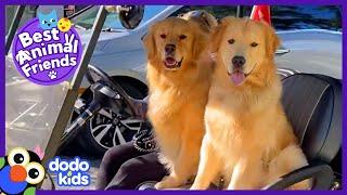 Golden Retrievers Video Chat Between Sleepovers | Best Animal Friends | Dodo Kids