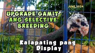 Ganito Ako Mag-UPGRADE | Kalapati | Fancy pigeon | German Beauty Homer