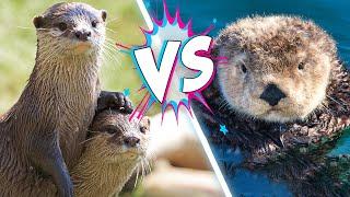 Sea Otters VS River Otters! What's the Difference?
