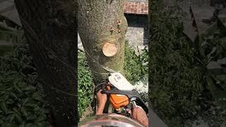 Bait Cut to increase wood pile weight to the face cut. #treework #arborist