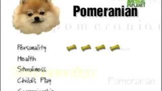 Breed All About It - Pomeranian