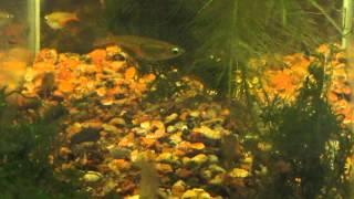 Оризиасы воворо (Oryzias woworae) в нашем аквариуме - Oryzias woworae in our tank