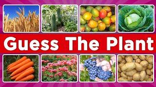  Guess the Plant Quiz for Kids: Fun Nature Game