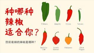 10 Most Popular Chili Pepper Varieties on the Market and Their Spicy Levels