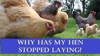 7 Reasons Why My Hen Has Stopped Laying