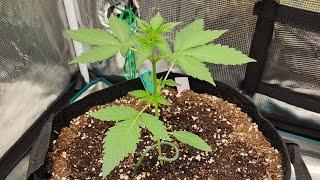 Growing Autoflowers- Dr. Earth vs Gaia Green Day18 | MarsHydro FC4800 EVO w/ADLITE Day 5 Flower