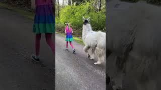 Llama walk #shorts #llamas