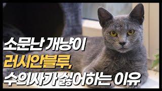 수의사가 절대 추천하지 않는 고양이, 러시안블루(성격,털갈이,분양)