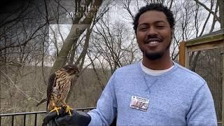 Taiga the Merlin: A small, but mighty member of the falcon family